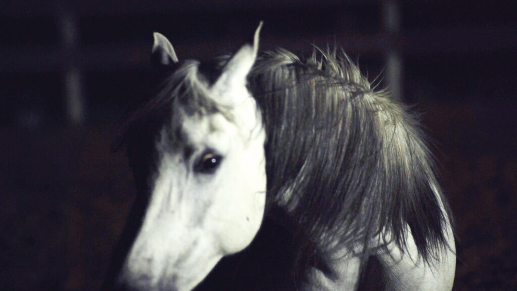 image: Valentina Furian, Centauro, 2023 – 2024